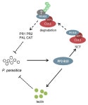 NpPP2-B10, an F-Box-Nictaba Gene, Promotes Plant Growth and Resistance to Black Shank Disease Incited by Phytophthora nicotianae... 