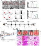 LncRNA NR_003508 Suppresses Mycobacterium tuberculosis-Induced Programmed Necrosis via Sponging miR-346-3p to Regulate RIPK1