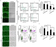 RanBP2/Nup358 Mediates Sumoylation of STAT1 and Antagonizes... RanBP2/Nup358 Mediates Sumoylation of STAT1 and Antagonizes... 