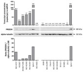 Proline Dehydrogenase (PRODH) Is Expressed in Lung Adenocarcinoma and Modulates Cell Survival and 3D Growth by Inducing Cellular... 