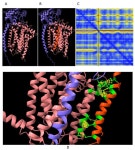 Immp2l Enhances the Structure and Function of Mitochondrial Gpd2 Dehydrogenase