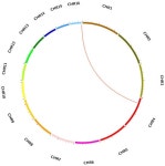 IJMS | Free Full-Text | Catalase (CAT) Gene Family in Oil Palm (Elaeis guineensis Jacq.): Genome-Wide Identification, Analysis... 
