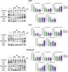 Lamivudine, Doravirine, and Cabotegravir Downregulate the Expression of Human Endogenous Retroviruses (HERVs), Inhibit Cell... 