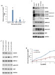 A Positive Feedback DNA-PK/MYT1L-CXCR1-ERK1/2 Proliferative Signaling Loop in Glioblastoma