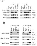 Nup153 and TPR/Megator Interact with TREX-2 Subunits and Are Essential for TREX-2-Dependent Nuclear Export of hsp70 mRNA in... 