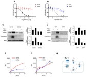 Zongertinib, a Novel HER2 Tyrosine Kinase Inhibitor, Maintains an Anticancer Activity for Trastuzumab Deruxtecan-Resistant... 