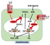 Regulation of Skin Barrier Function via Competition between AHR Axis versus IL-13/IL-4‒JAK‒STAT6/STAT3 Axis: Pathogenic and... 
