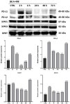 Expression of PD-L1 and PD-L2 and Their Association with IFN-γ/STAT1/STAT3 Signaling in Human Clear Cell Renal Cell Carcinoma... 