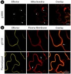 Leaping into the Unknown World of Sporisorium scitamineum Candidate Effectors