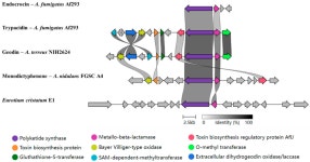 Genome Mining and Analysis of PKS Genes in Eurotium cristatum E1 Isolated from Fuzhuan Brick Tea