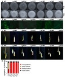 Transcriptome Comparison between Two Strains of Ustilago esculenta during the Mating