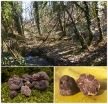 The Diversity of the Genus Tuber in Greece—A New Species to Science in the Maculatum Clade and Seven First National Records