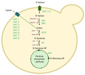 Genomic and Functional Analysis of a Novel Yeast Cyberlindnera fabianii TBRC 4498 for High-Yield Xylitol Production