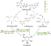 Breeding of Early Maturity, High-Quality Auricularia heimuer Strains Using Protoplast Fusion