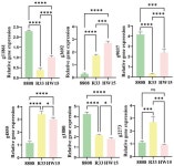 Breeding of Early Maturity, High-Quality Auricularia heimuer Strains Using Protoplast Fusion