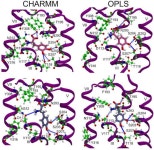 L-DOPA and Droxidopa: From Force Field Development to Molecular Docking into Human &beta;2-Adrenergic Receptor L-DOPA and... 
