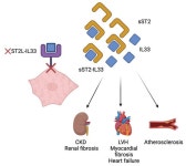 Life | Free Full-Text | Chronic Kidney Disease Associated with Ischemic Heart Disease: To What Extent Do Biomarkers Help? Chronic... 