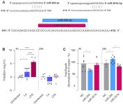 miR-294 and miR-410 Negatively Regulate Tnfa, Arginine Transporter Cat1/2, and Nos2 mRNAs in Murine Macrophages Infected with... 