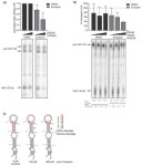 Anti-HIV-1 Effect of the Fluoroquinolone Enoxacin and Modulation of Pro-Viral hsa-miR-132 Processing in CEM-SS Cells