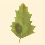 A Review of Chenopodium quinoa (Willd.) Diseases—An Updated Perspective