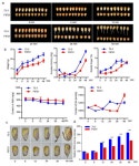 Identification of the Potential Genes Regulating Seed Germination Speed in Maize