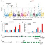 Combination of Genomics, Transcriptomics Identifies Candidate Loci Related to Cold Tolerance in Dongxiang Wild Rice