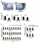 PRX35, and PRX73 Affects Cell Elongation, Vegetative Growth... PRX35, and PRX73 Affects Cell Elongation, Vegetative Growth, and... 