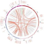 Genome-Wide Analysis of the Rhododendron AP2/ERF Gene Family: Identification and Expression Profiles in Response to Cold, Salt... 