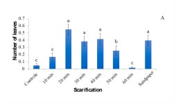 How Scarification, GA3 and Graphene Oxide Influence the In Vitro Establishment and Development of Strelitzia