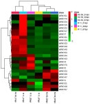 Roles of WRKY Transcription Factors in Response to Sri Lankan Cassava Mosaic Virus Infection in Susceptible and Tolerant Cassava... 