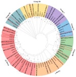 Roles of WRKY Transcription Factors in Response to Sri Lankan Cassava Mosaic Virus Infection in Susceptible and Tolerant Cassava... 