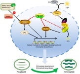 PGA37 Overexpression Promotes Chloroplast Development in... Roots Through Direct Transcriptional Activation of GLK2, ARR13, and ARR21