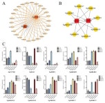 Integrated Transcriptomic and Targeted Metabolomic Analyses Elucidate the Molecular Mechanism Underlying Dihydromyricetin... 