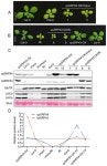 Coordinated cpSRP43 and cpSRP54 Abundance Is Essential for Tetrapyrrole Biosynthesis While cpSRP43 Is Independent of Retrograde... 