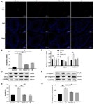 Tert-Butylhydroquinone Mitigates T-2-Toxin-Induced Testicular Dysfunction by Targeting Oxidative Stress, Inflammation, and... 