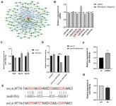 Function and Potential ceRNA Identification of Circ_009773 in Neodymium Oxide Nanoparticle-Induced Lung Epithelial Mesenchymal... 