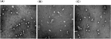 Virus-Like Particles of Chimeric Recombinant Porcine Circovirus Type 2 as Antigen Vehicle Carrying Foreign Epitopes Virus-Like... 