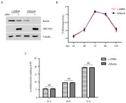 Viruses | Free Full-Text | Zika Virus Induces Degradation of the Numb Protein Required through Embryonic Neurogenesis Zika Virus... 