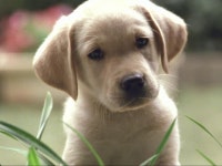 Quill: The Life of a Guide Dog Reviews - Metacritic Quill: The Life of a Guide Dog Reviews
