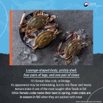 가을 제철을 맞은 밥상 위의 도둑 꽃게 Korean bluc crab, one of falls most sought-after delicacies 상세보기|문화 포커스 | 주토론토... 