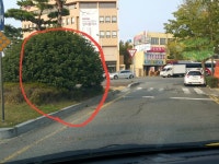 3호광장 교통섬 경계수때문에 - 열린시장실 3호광장 교통섬 경계수때문에