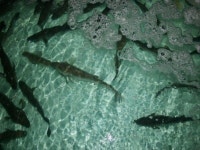 광명수산 - 목포BIZ 광명수산