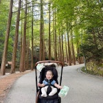 momQ | 맘큐 | 유한킴벌리 직영몰 가을 나만의 힐링 스팟 - 장태산자연휴양림