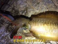 부산 무늬오징어 워킹 낚시 (무늬오징어 타작하기) 낚시조행기 | 모두의낚시 - 낚시정보공유서비스, 모낚