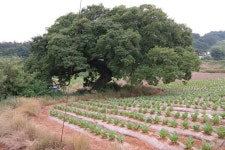 광암3리 진사동마을 - 무안군청 광암3리 진사동마을