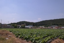 상신기2리 환학동 마을 - 무안군청 상신기2리 환학동 마을