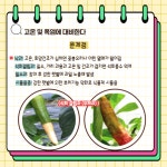고추 안정생산을 위한 중기 관리 기술 - 농업기술센터 고추 안정생산을 위한 중기 관리 기술