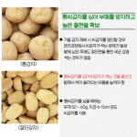가을재배 씨감자 준비 - 농업기술센터 가을재배 씨감자 준비