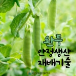 완두 안정생산 재배기술 - 농업기술센터 완두 안정생산 재배기술