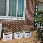 몽탄면, 반려작물 키우기 ‘수확과 요리의 기쁨을 누려요’ 사업 추진 - 무안군청 몽탄면, 반려작물 키우기 ‘수확과 요리의 기쁨을 누려요’... 